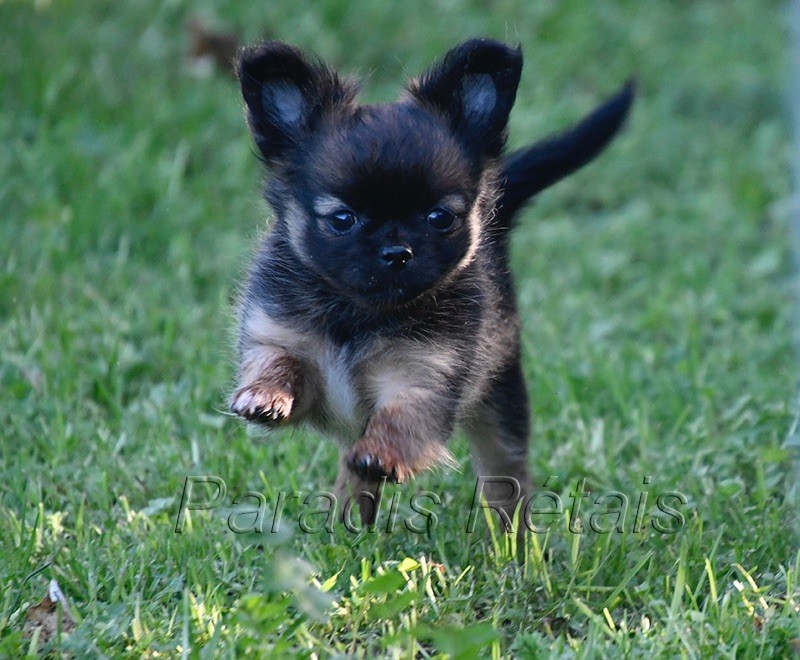 chiot Chihuahua du Paradis Rétais