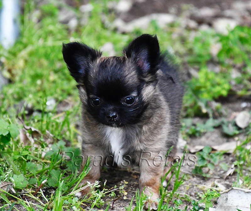 chiot Chihuahua du Paradis Rétais