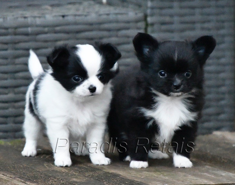 chiot Chihuahua du Paradis Rétais