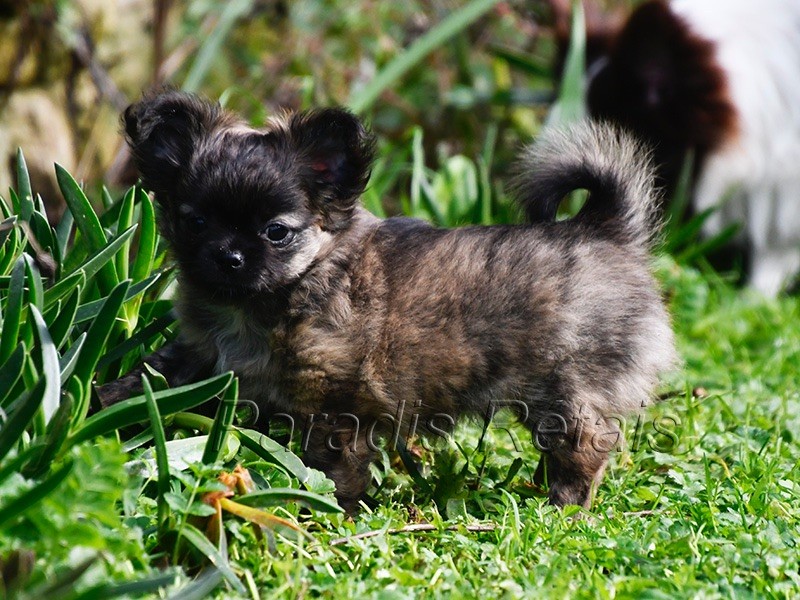 chiot Chihuahua du Paradis Rétais