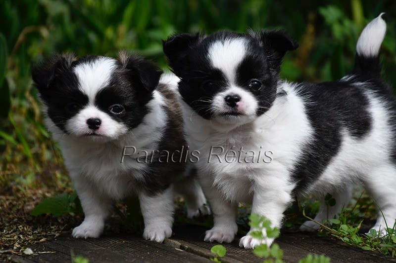 chiot Chihuahua du Paradis Rétais