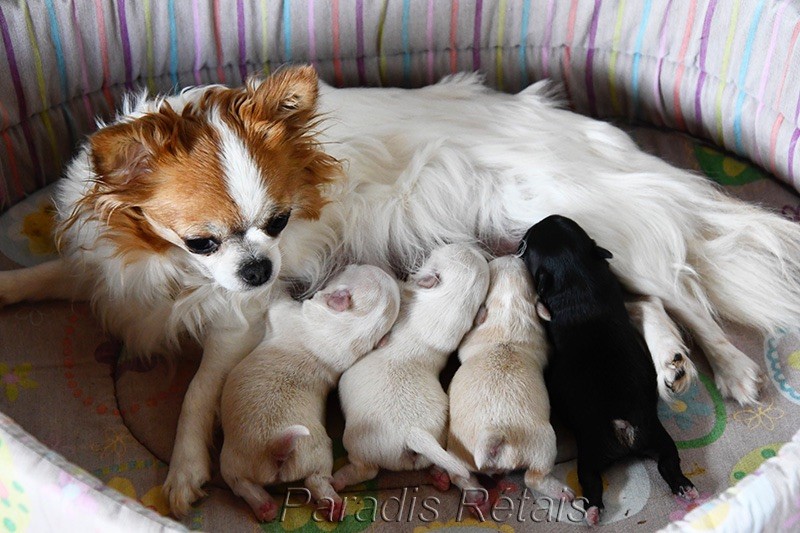 chiot Chihuahua du Paradis Rétais