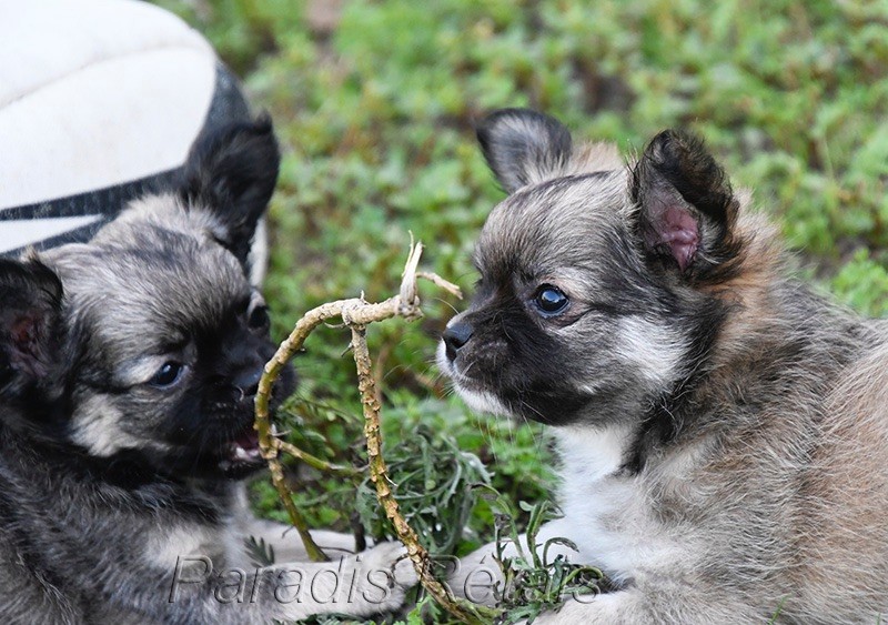 chiot Chihuahua du Paradis Rétais