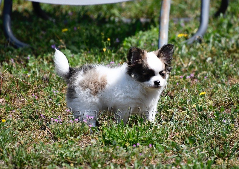 chiot Chihuahua du Paradis Rétais