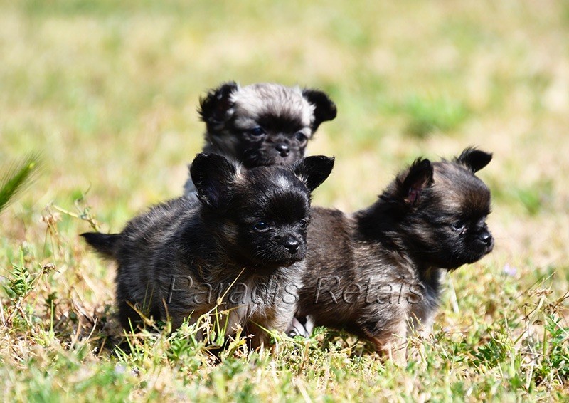 chiot Chihuahua du Paradis Rétais