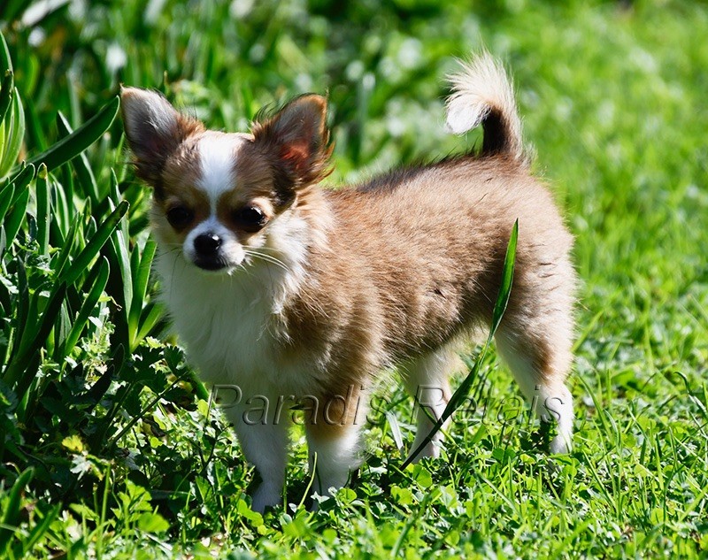 du Paradis Rétais - Chiot disponible  - Chihuahua