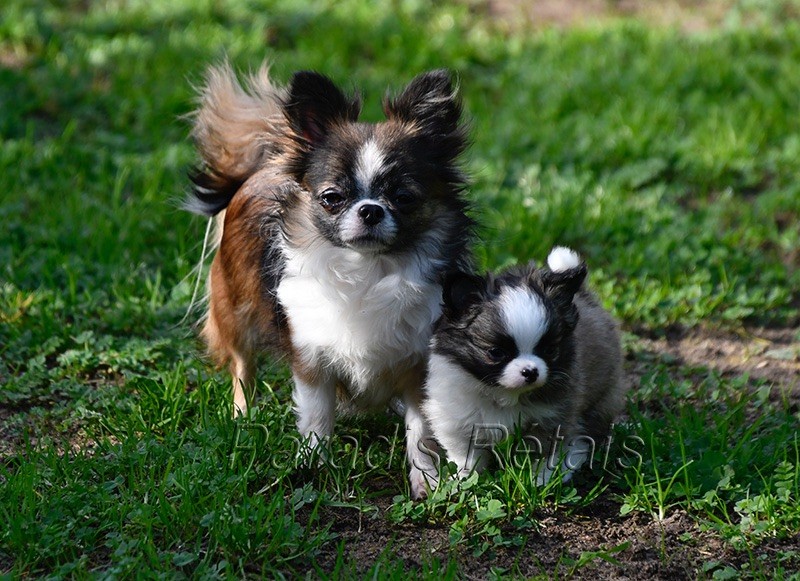 chiot Chihuahua du Paradis Rétais