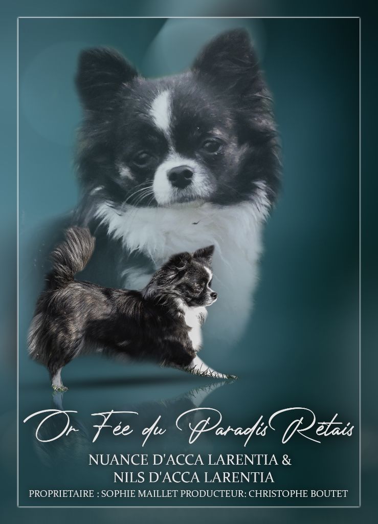 Or fée du Paradis Rétais