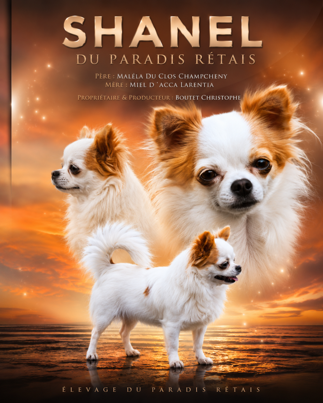 Shanel du Paradis Rétais