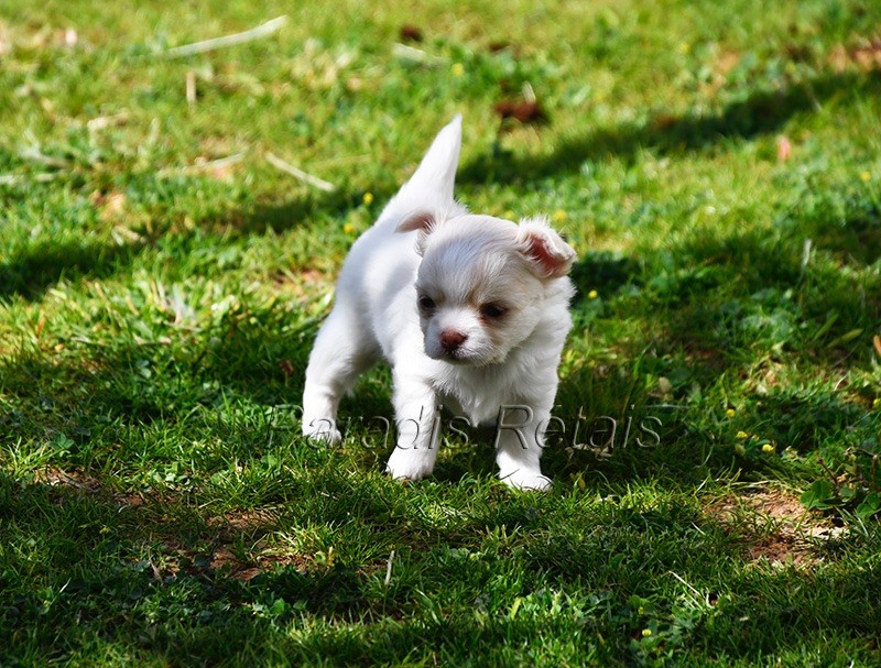 du Paradis Rétais - Chiots disponibles - Chihuahua