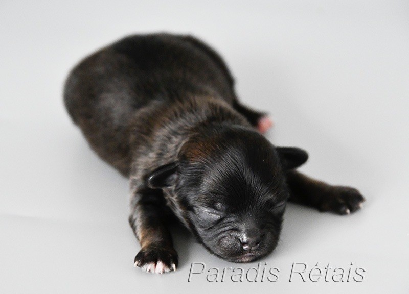 du Paradis Rétais - Chiots disponibles - Chihuahua