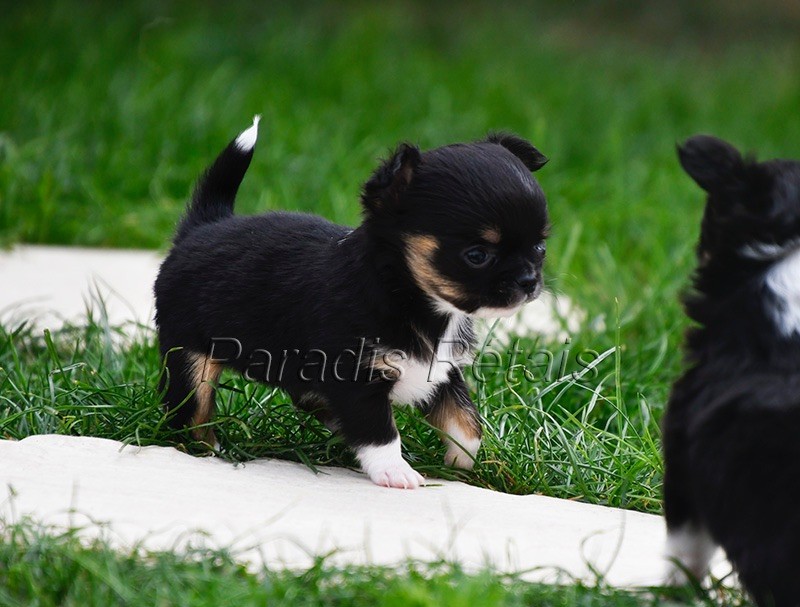 du Paradis Rétais - Chiots disponibles - Chihuahua