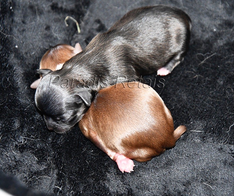 du Paradis Rétais - Chiots disponibles - Chihuahua
