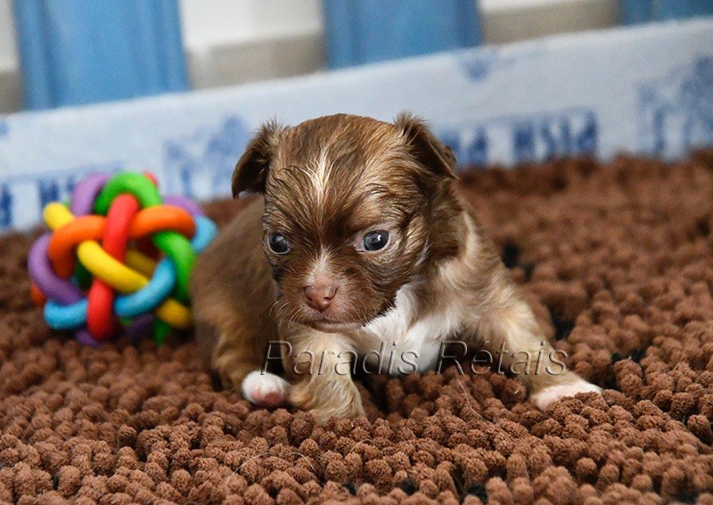 du Paradis Rétais - Chiots disponibles - Chihuahua