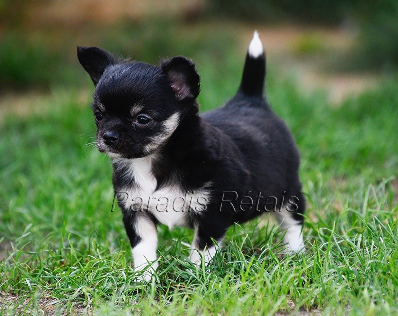 du Paradis Rétais - Chiots disponibles - Chihuahua