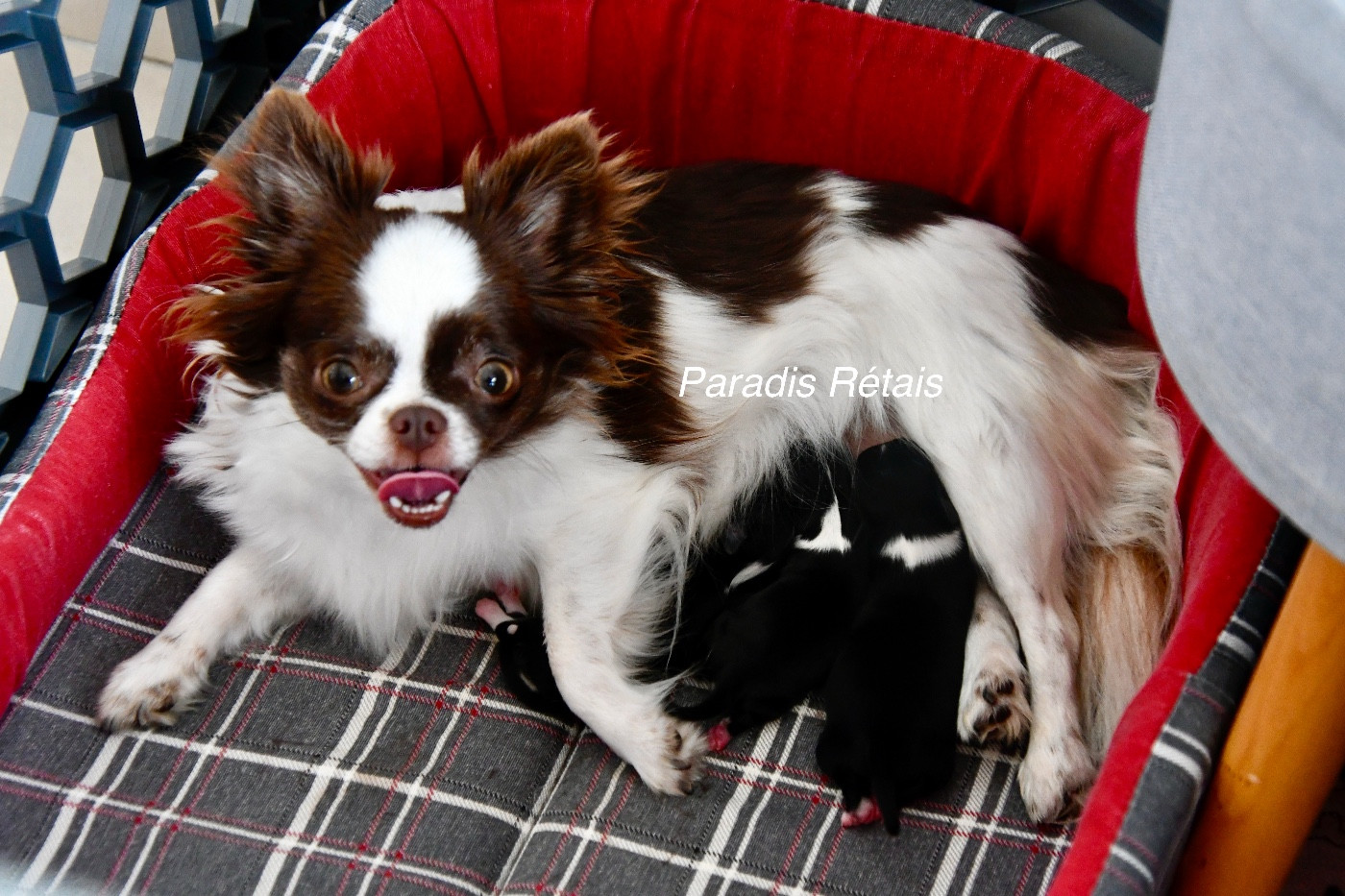 du Paradis Rétais - Chihuahua - Portée née le 19/10/2025