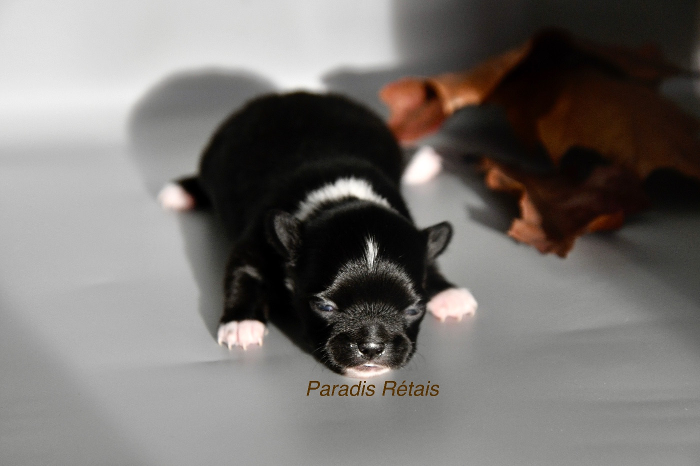 du Paradis Rétais - Chiots disponibles - Chihuahua