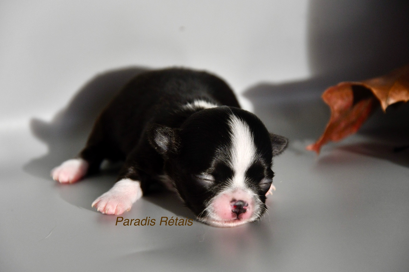 du Paradis Rétais - Chiots disponibles - Chihuahua