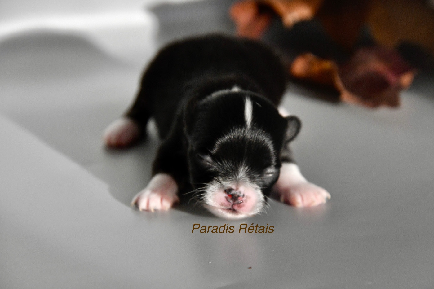 du Paradis Rétais - Chiots disponibles - Chihuahua