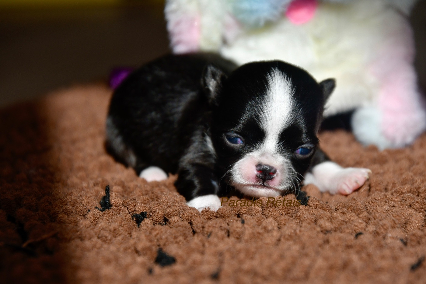 du Paradis Rétais - Chiots disponibles - Chihuahua