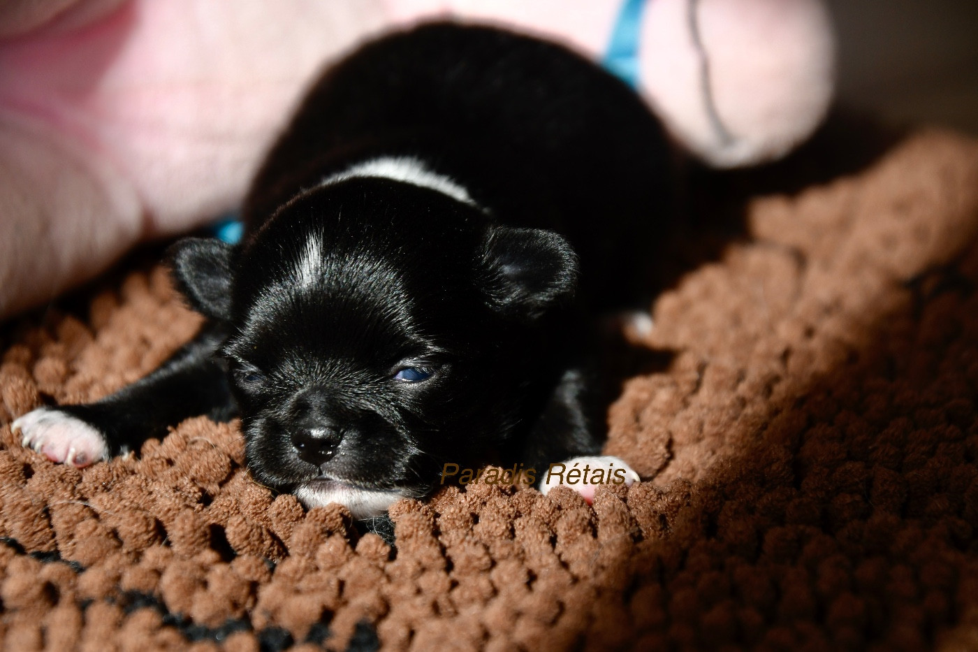 du Paradis Rétais - Chiots disponibles - Chihuahua