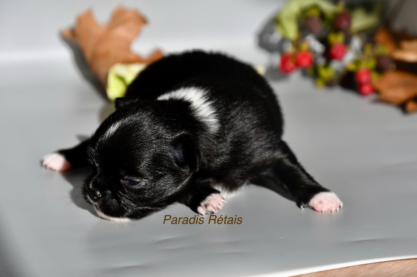 du Paradis Rétais - Chiots disponibles - Chihuahua