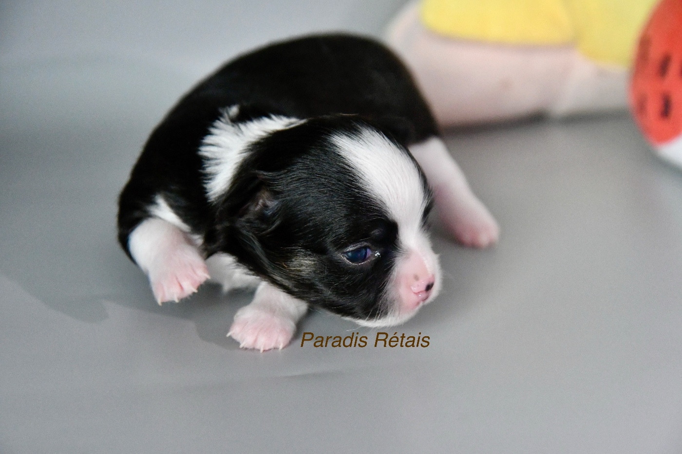 du Paradis Rétais - Chiots disponibles - Chihuahua
