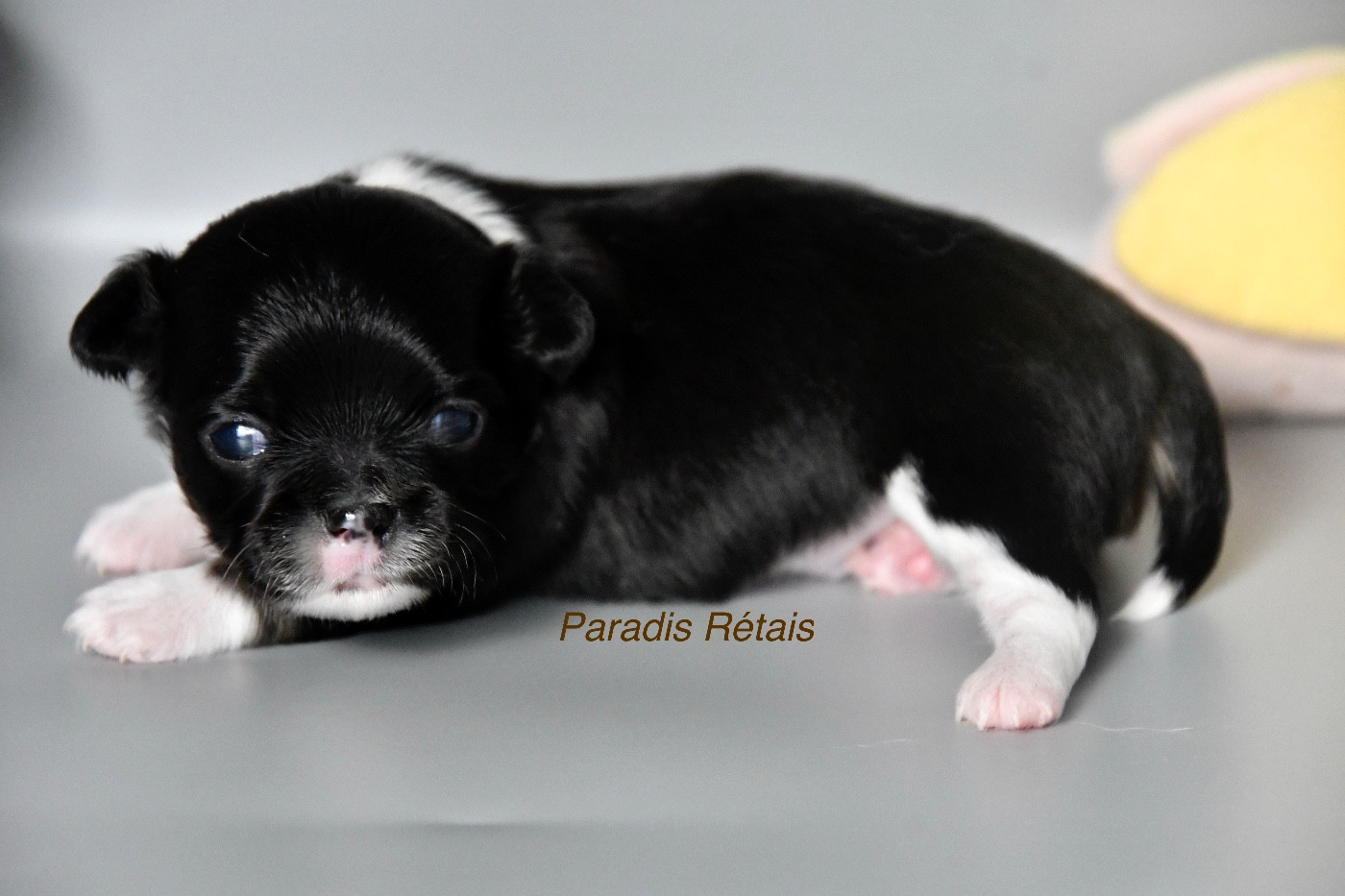 du Paradis Rétais - Chiots disponibles - Chihuahua