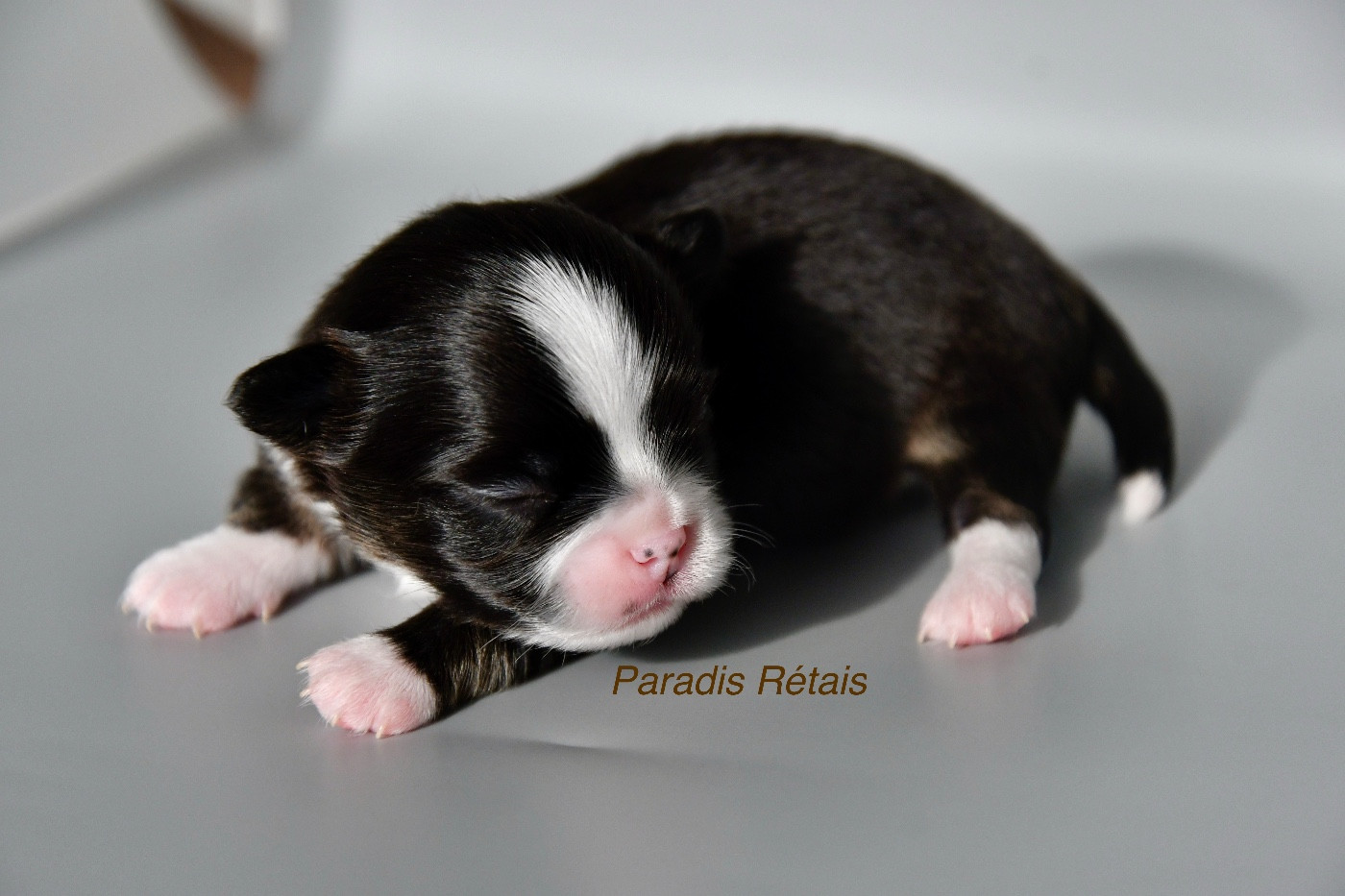 du Paradis Rétais - Chiots disponibles - Chihuahua