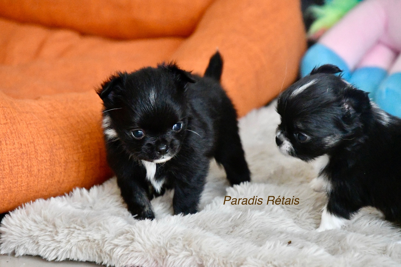 du Paradis Rétais - Chiots disponibles - Chihuahua