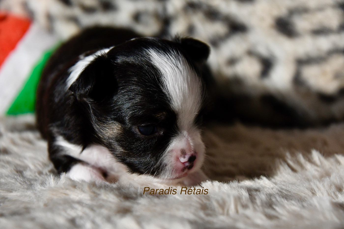 du Paradis Rétais - Chiots disponibles - Chihuahua