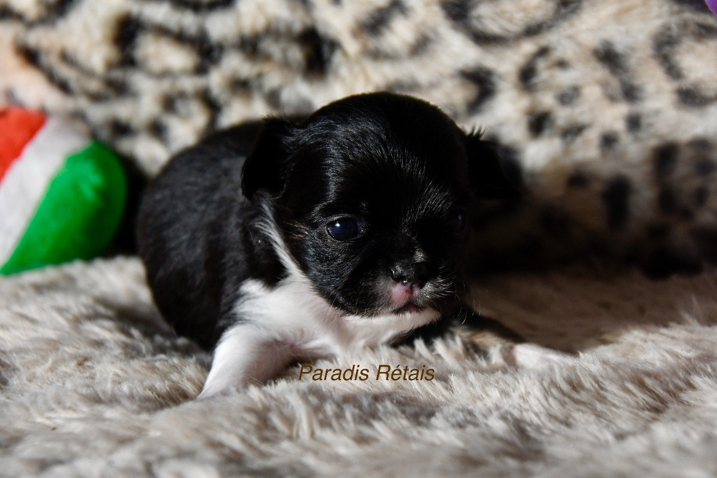 du Paradis Rétais - Chiots disponibles - Chihuahua