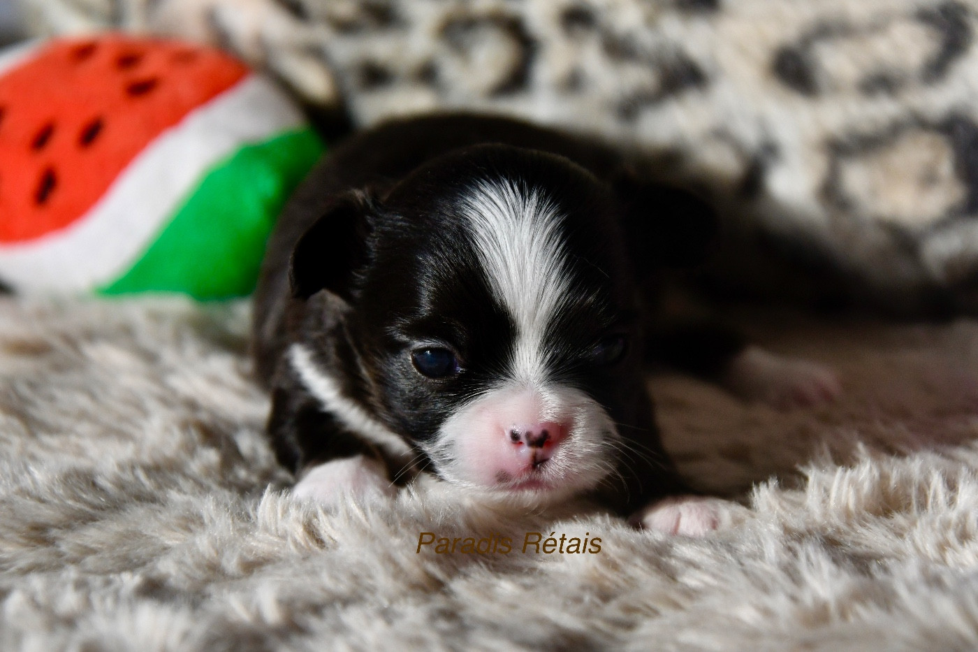 du Paradis Rétais - Chiots disponibles - Chihuahua