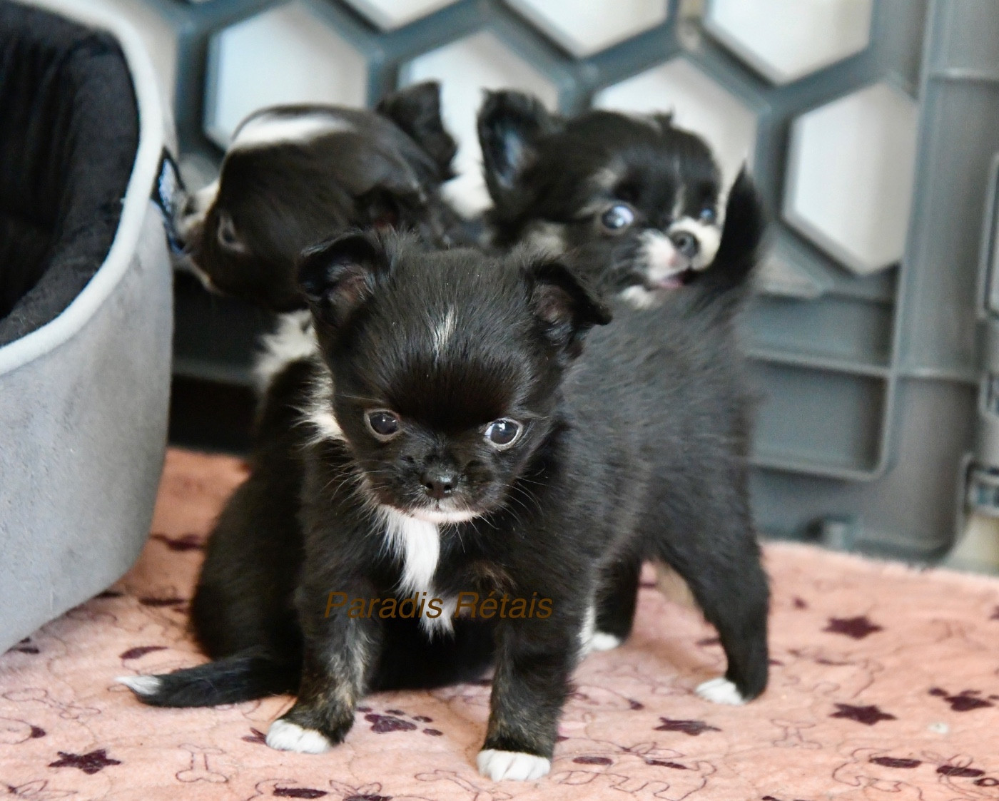 du Paradis Rétais - Chiots disponibles - Chihuahua