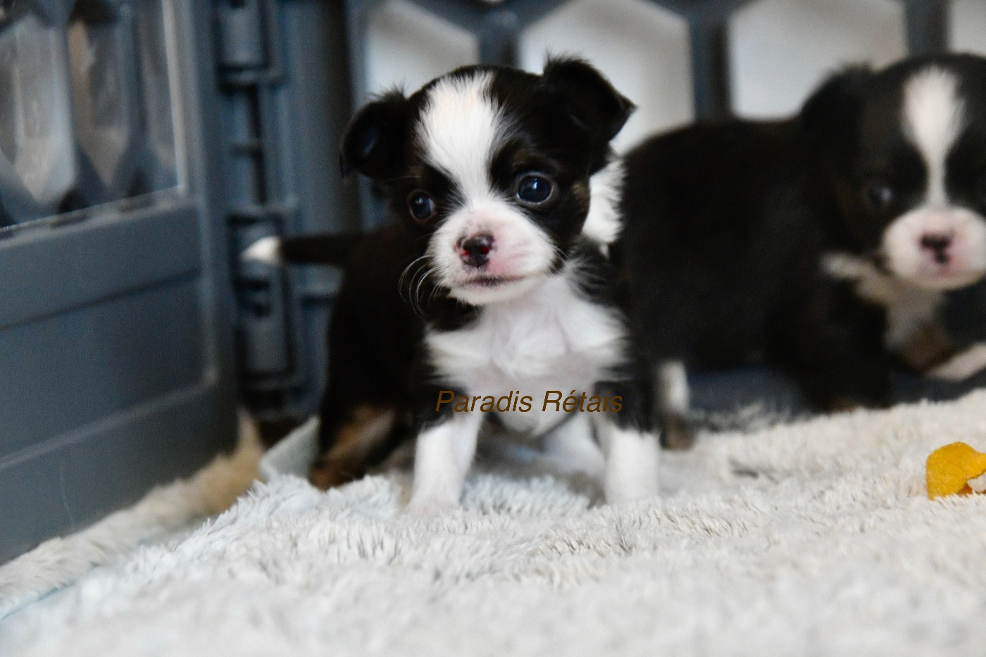 du Paradis Rétais - Chiots disponibles - Chihuahua