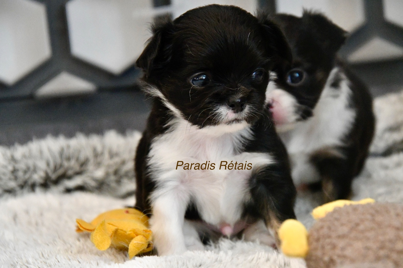du Paradis Rétais - Chiots disponibles - Chihuahua