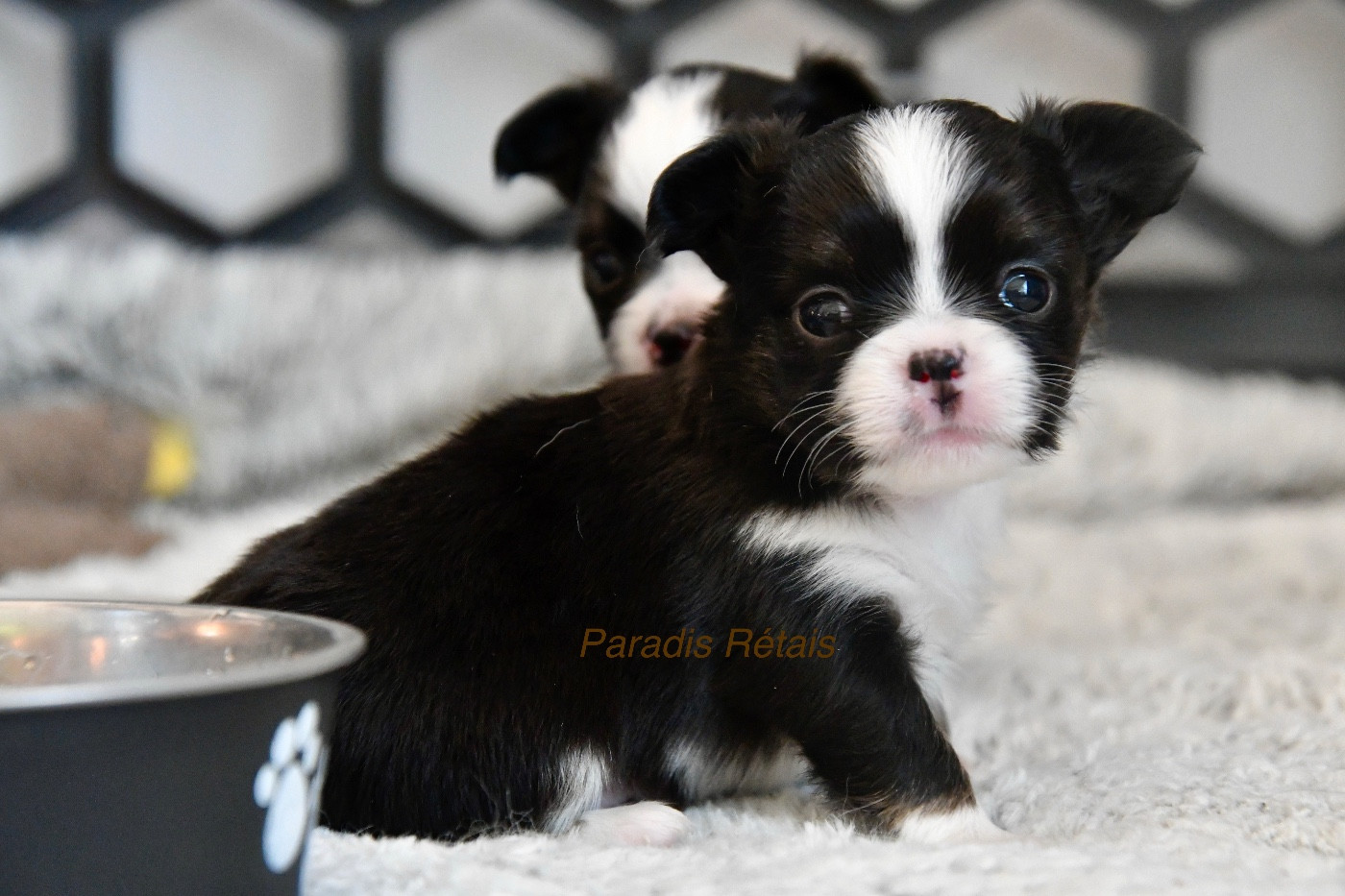 du Paradis Rétais - Chiots disponibles - Chihuahua