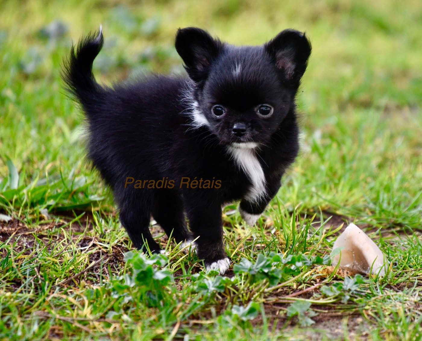 du Paradis Rétais - Chiots disponibles - Chihuahua