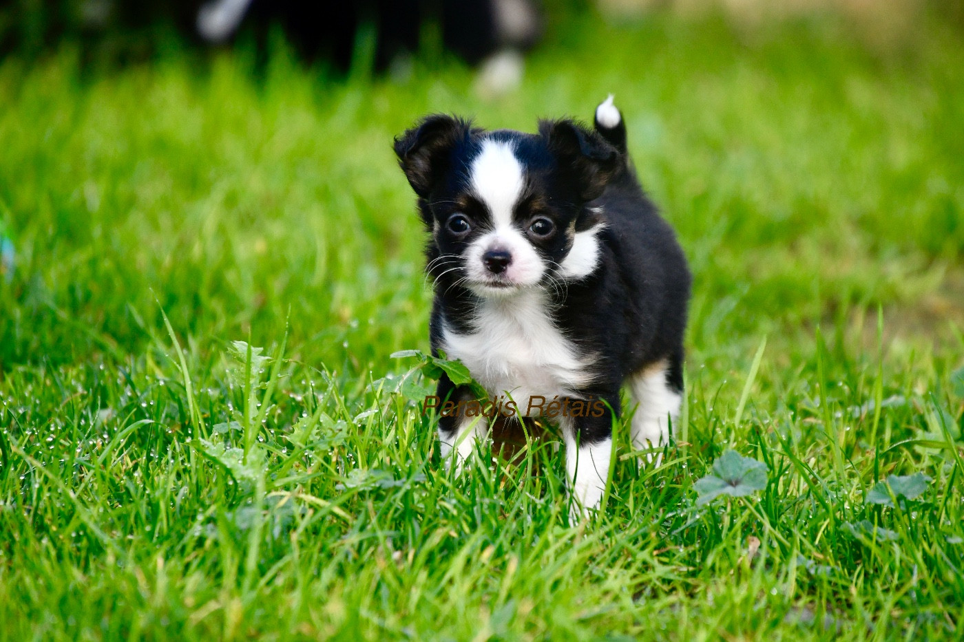 du Paradis Rétais - Chiots disponibles - Chihuahua