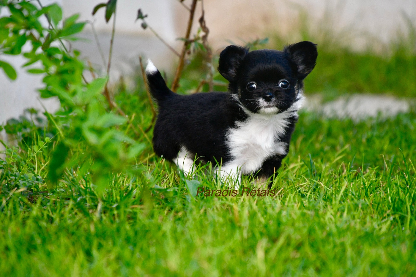 du Paradis Rétais - Chiots disponibles - Chihuahua