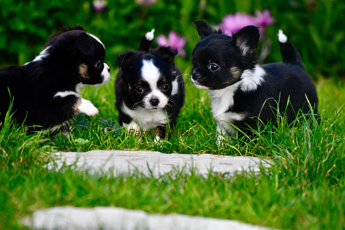 du Paradis Rétais - Chihuahua - Portée née le 02/11/2025