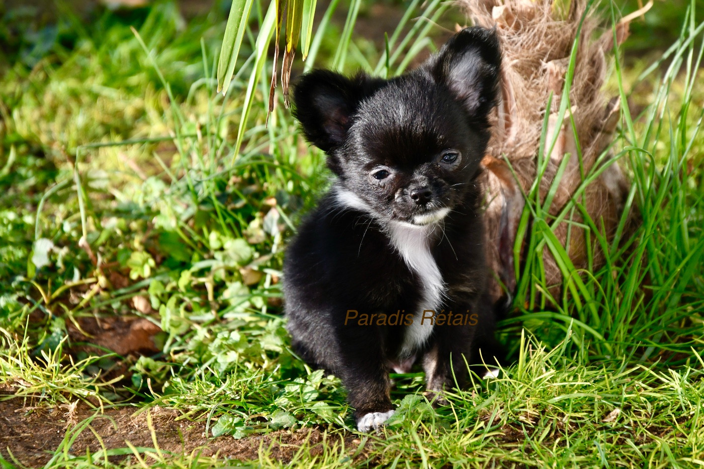 du Paradis Rétais - Chiots disponibles - Chihuahua