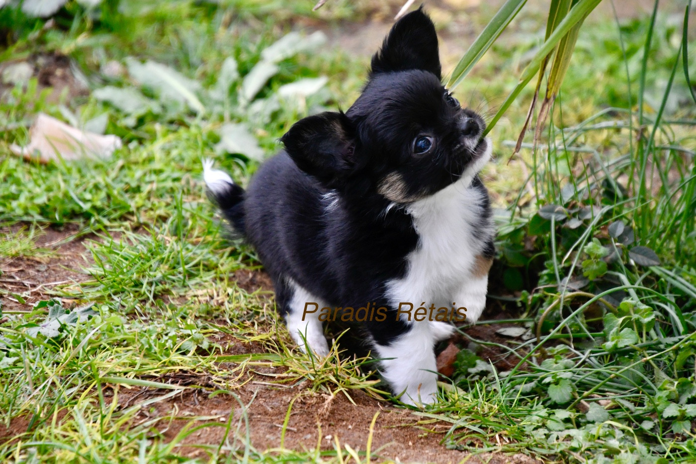 du Paradis Rétais - Chiots disponibles - Chihuahua