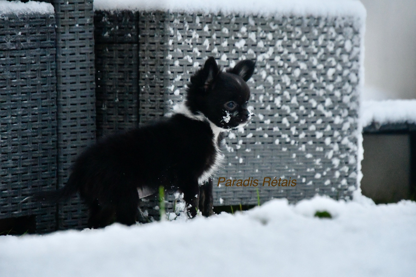 du Paradis Rétais - Chiots disponibles - Chihuahua