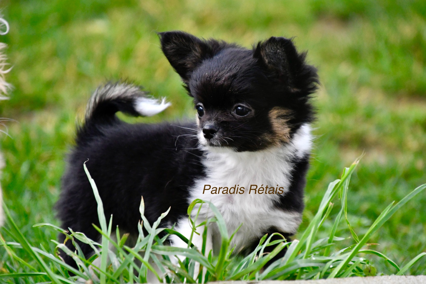 du Paradis Rétais - Chihuahua - Portée née le 02/11/2025