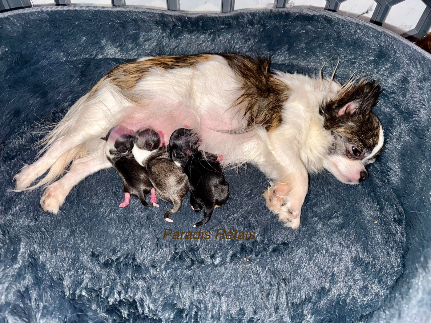 Chiot Chihuahua du Paradis Rétais