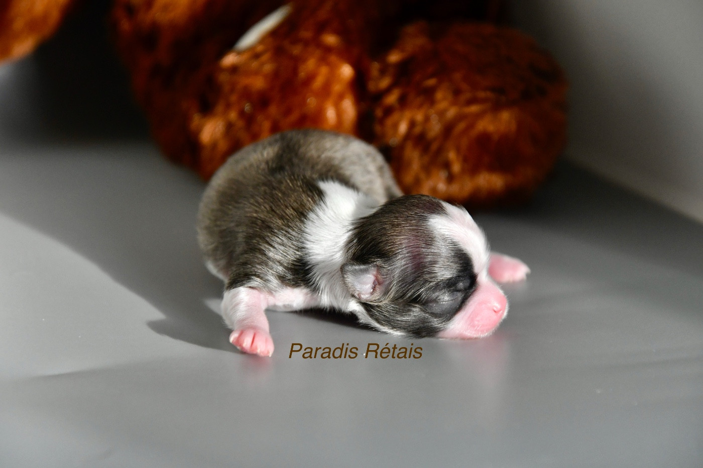 du Paradis Rétais - Chiots disponibles - Chihuahua
