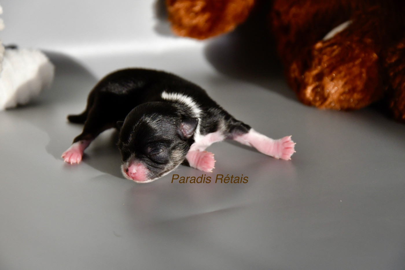 du Paradis Rétais - Chiots disponibles - Chihuahua