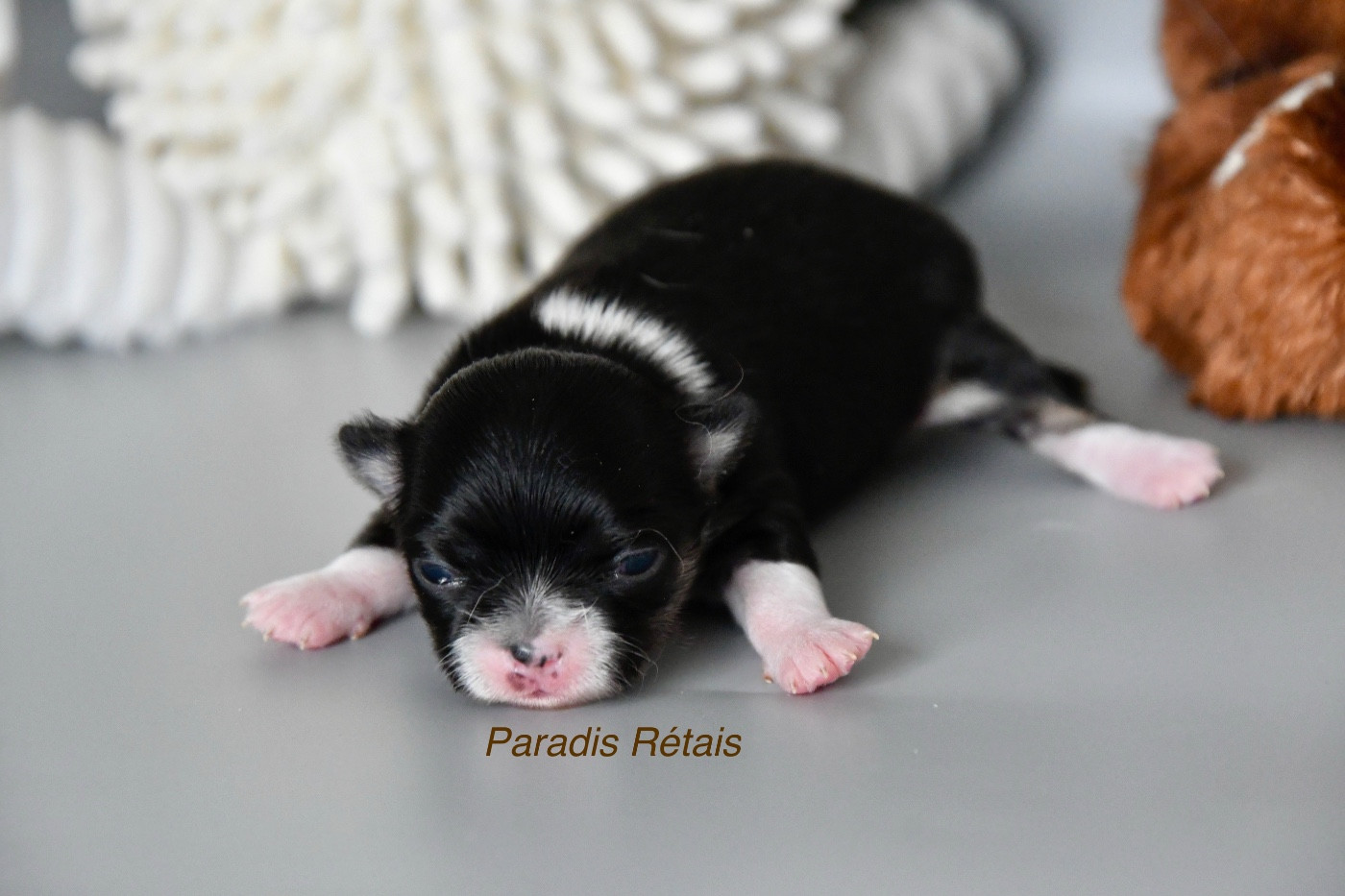 du Paradis Rétais - Chiots disponibles - Chihuahua