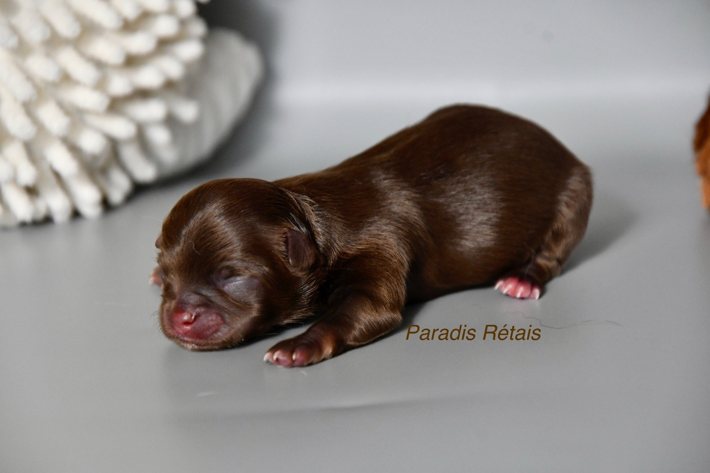 du Paradis Rétais - Chiots disponibles - Chihuahua